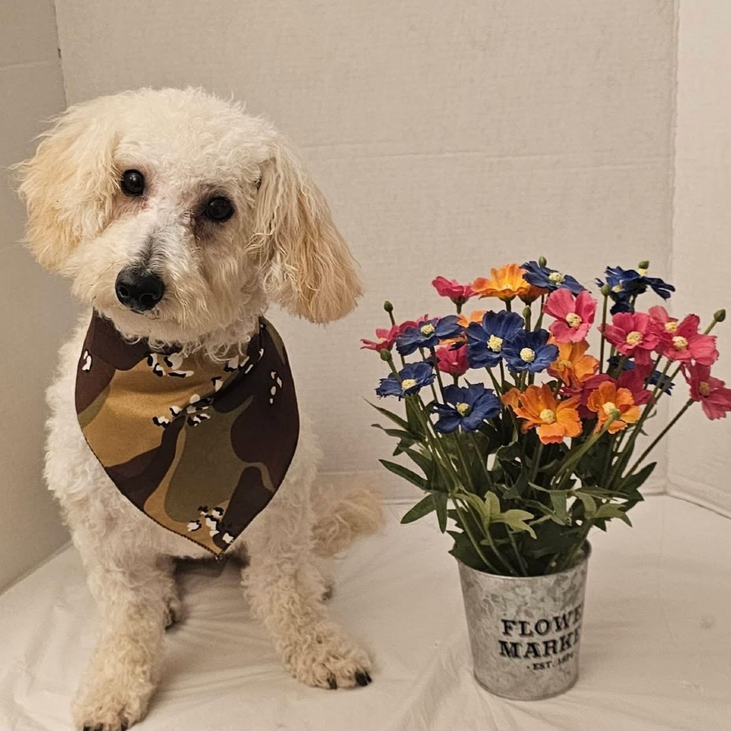 Ozzie (Dallas)