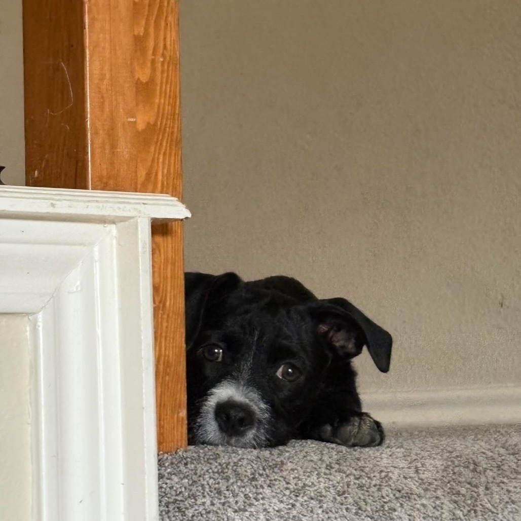 Olive (Dallas)