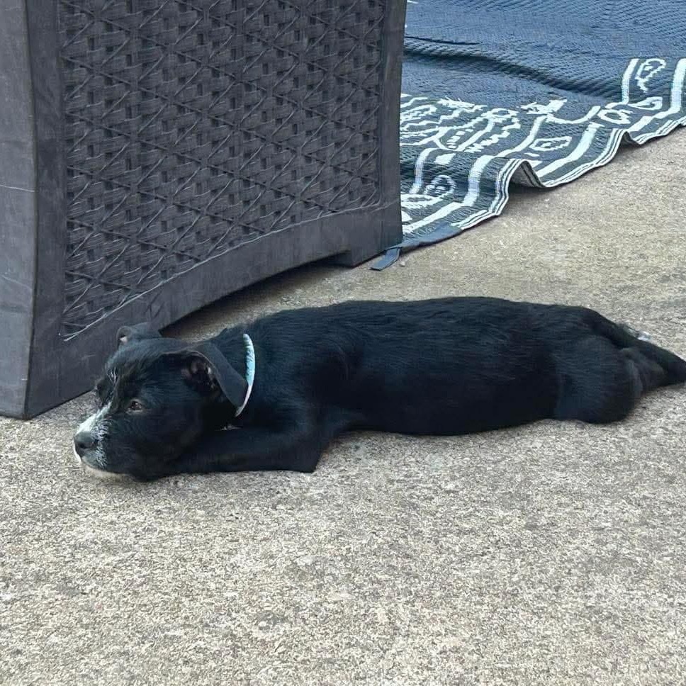 Olive (Dallas)