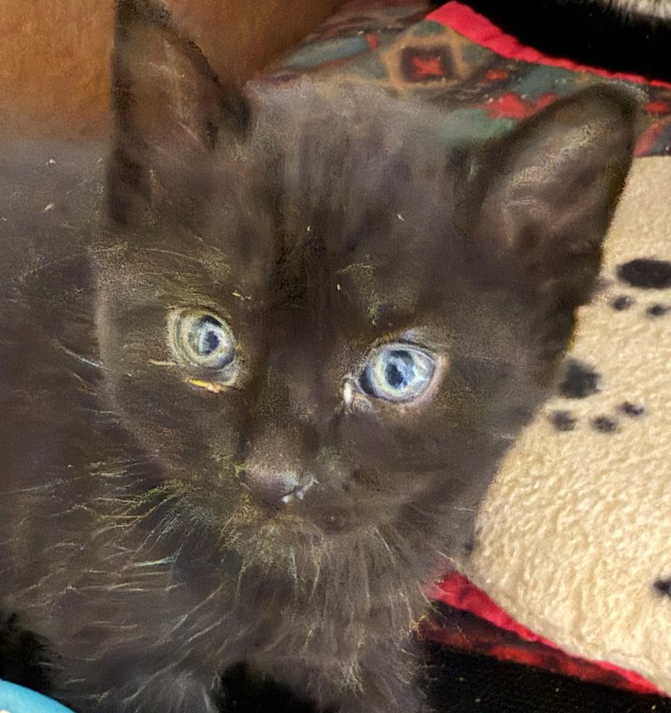 Pixie, an adoptable Domestic Short Hair in Ontario, OR, 97914 | Photo Image 3