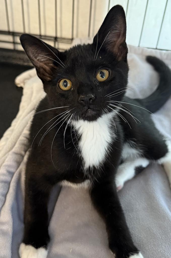 Bob Bob, an adoptable Domestic Short Hair in Ontario, OR, 97914 | Photo Image 1