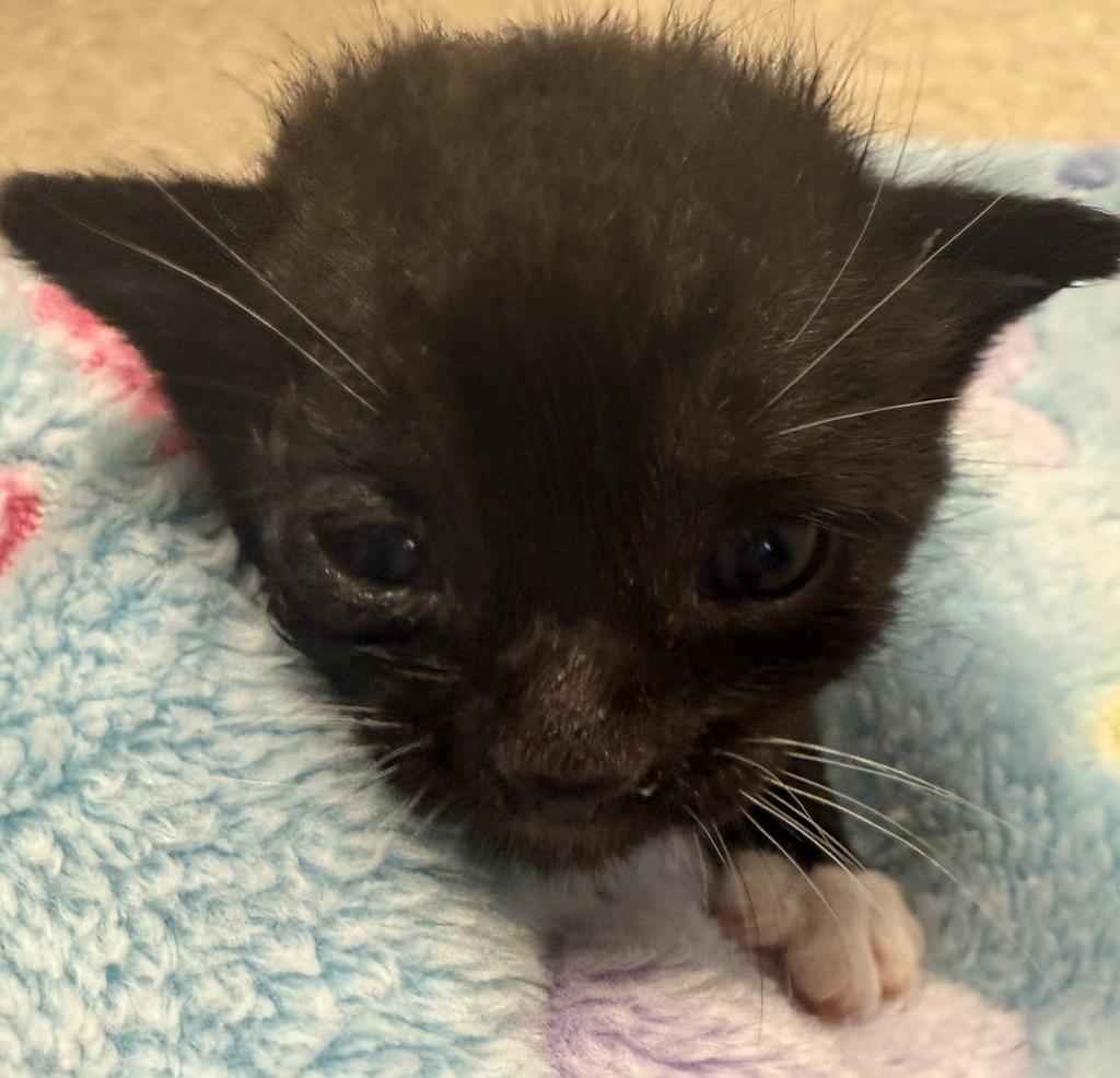 Bob Bob, an adoptable Domestic Short Hair in Ontario, OR, 97914 | Photo Image 2