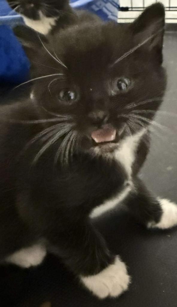Bob Bob, an adoptable Domestic Short Hair in Ontario, OR, 97914 | Photo Image 3