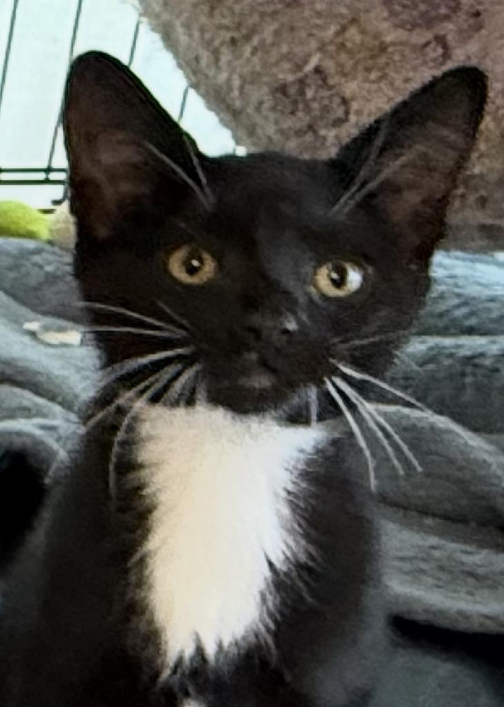 Bob Bob, an adoptable Domestic Short Hair in Ontario, OR, 97914 | Photo Image 4