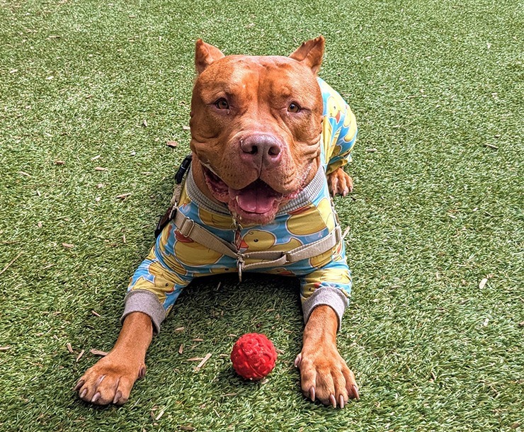 Big Mack, an adoptable Mixed Breed in Sultan, WA, 98294 | Photo Image 1