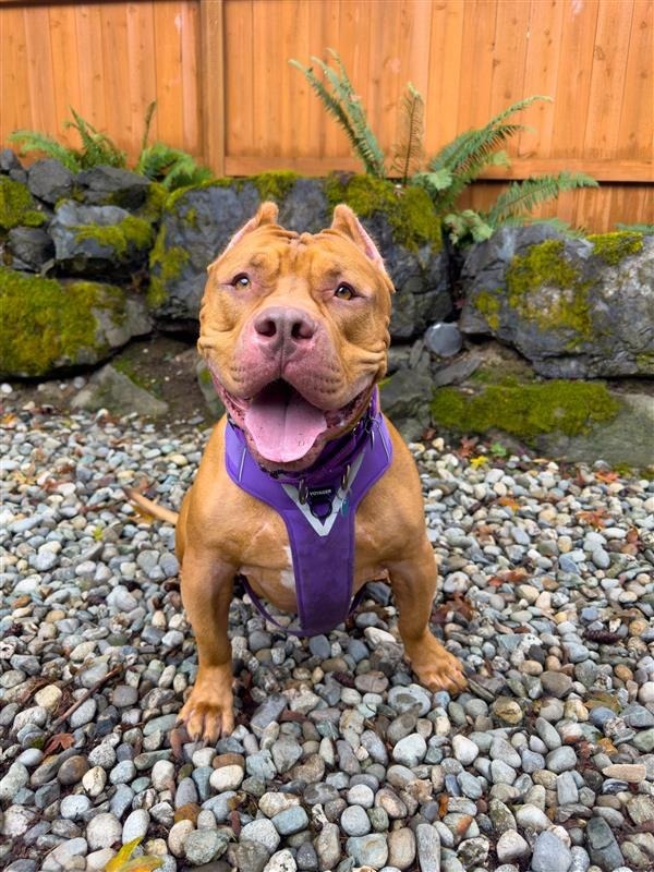 Big Mack, an adoptable Mixed Breed in Sultan, WA, 98294 | Photo Image 2