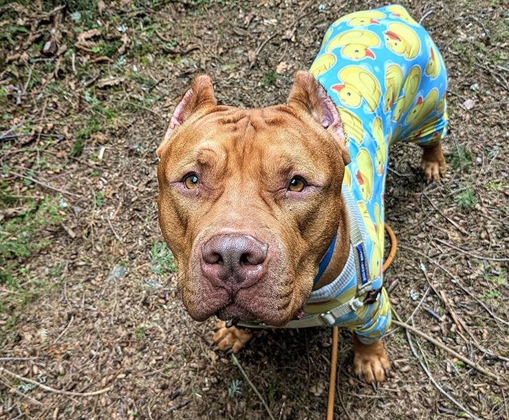 Big Mack, an adoptable Mixed Breed in Sultan, WA, 98294 | Photo Image 3