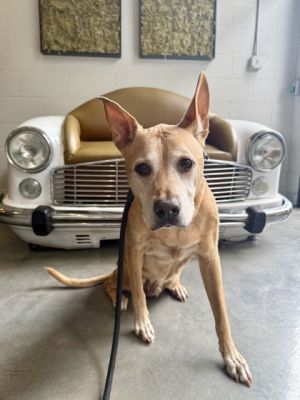 Meet Ted a senior gentleman with a strong personality and a deep love for the good things in life-p