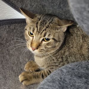 Jennifer, Young Female Domestic Short Hair