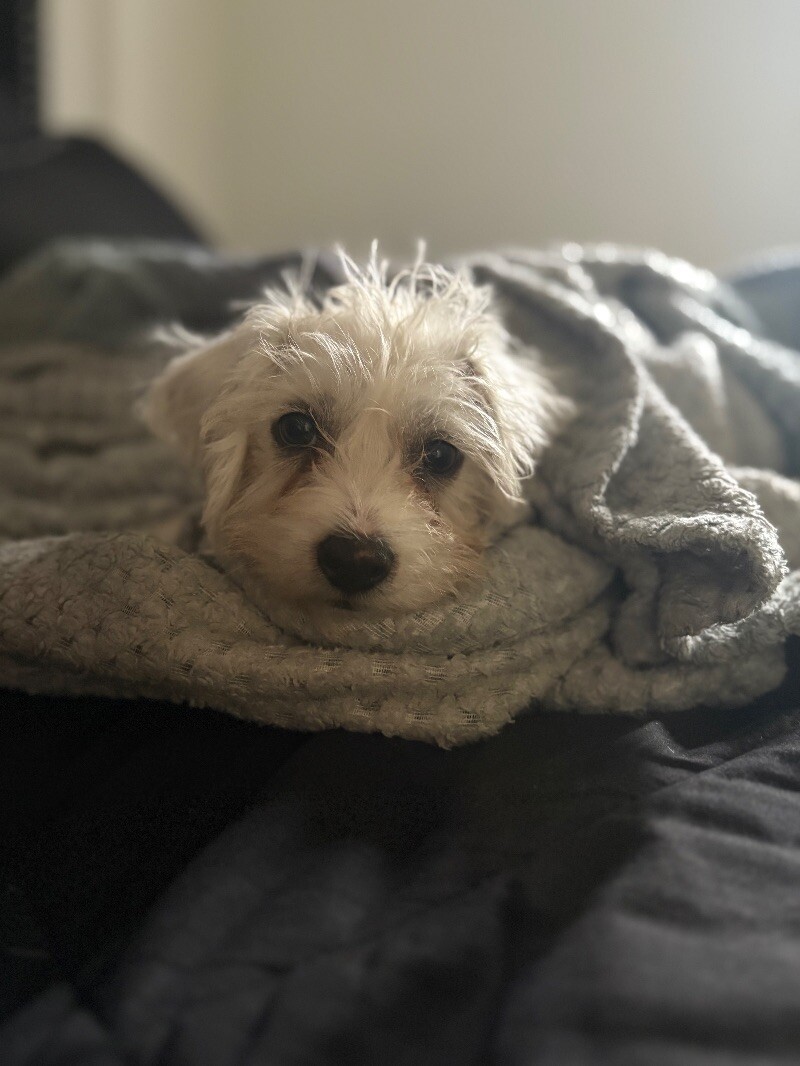 Jellybean