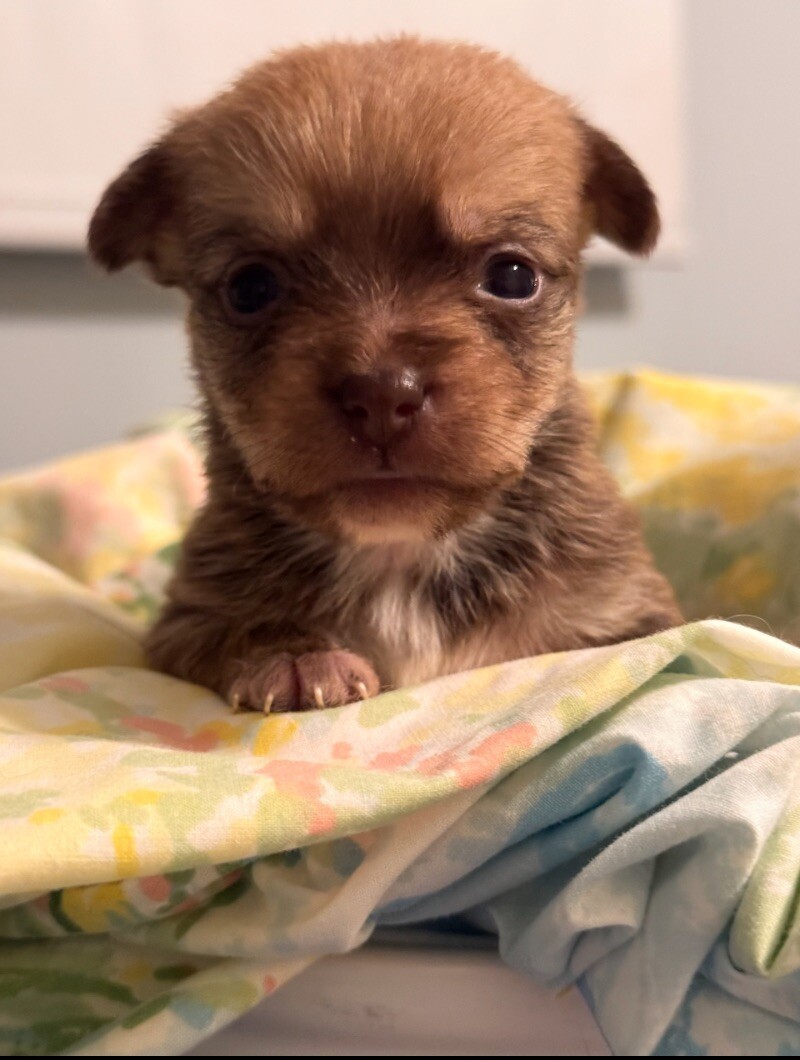 Buttercup