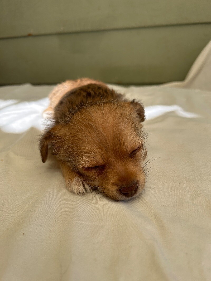 Buttercup