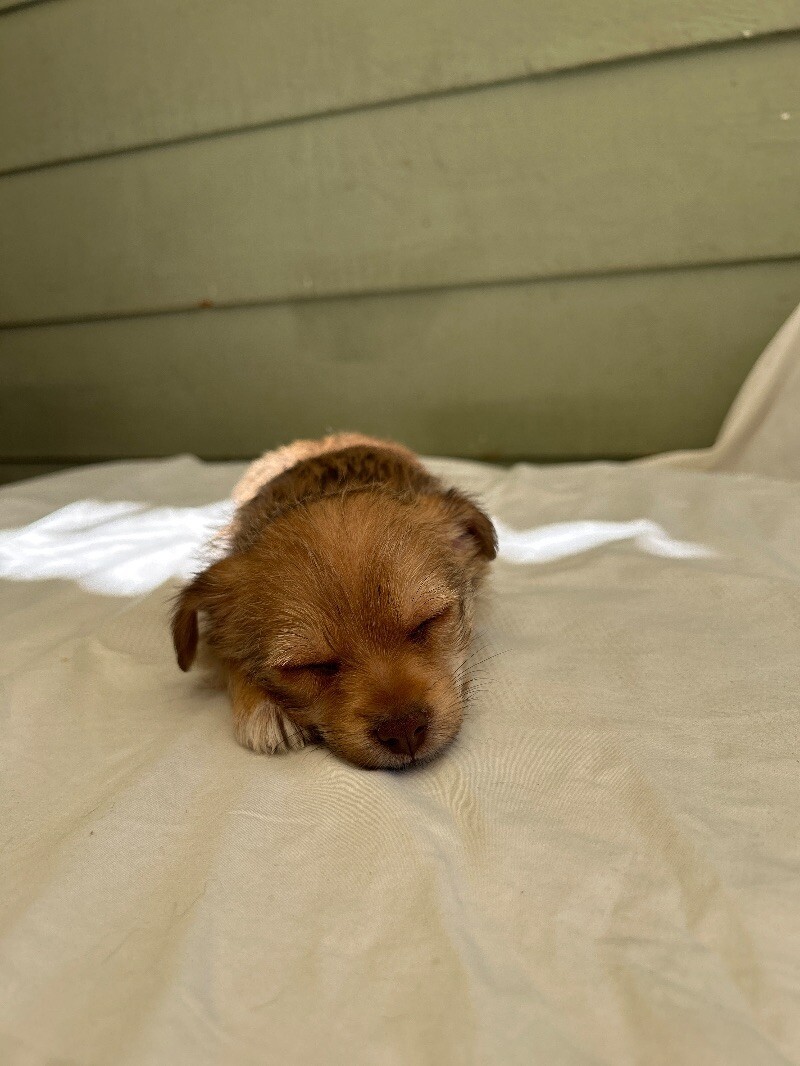 Buttercup