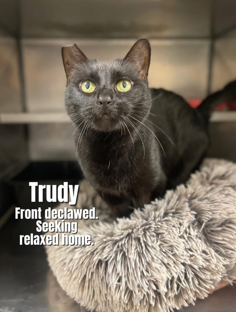 Trudy, an adoptable Burmese in Bossier City, LA, 71111 | Photo Image 1