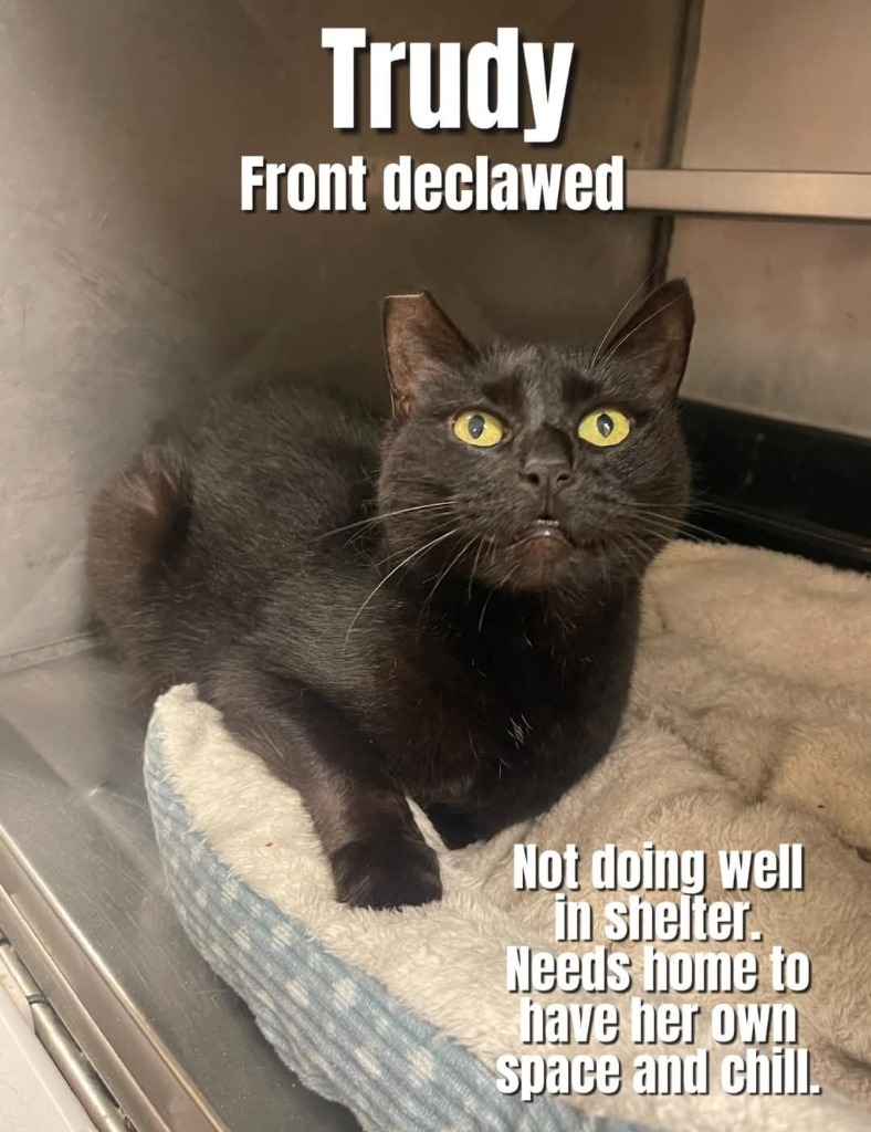 Trudy, an adoptable Burmese in Bossier City, LA, 71111 | Photo Image 4