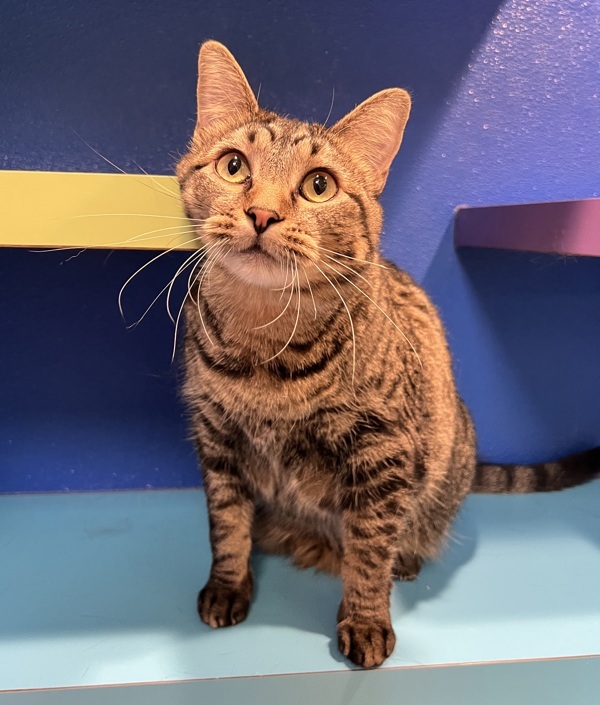 Precious, an adoptable Domestic Short Hair in Sioux City, IA, 51103 | Photo Image 1