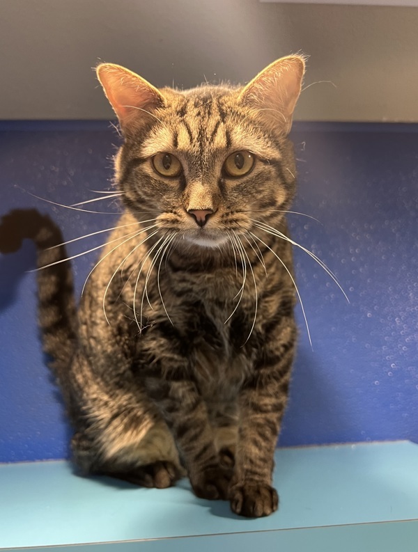 Precious, an adoptable Domestic Short Hair in Sioux City, IA, 51103 | Photo Image 2