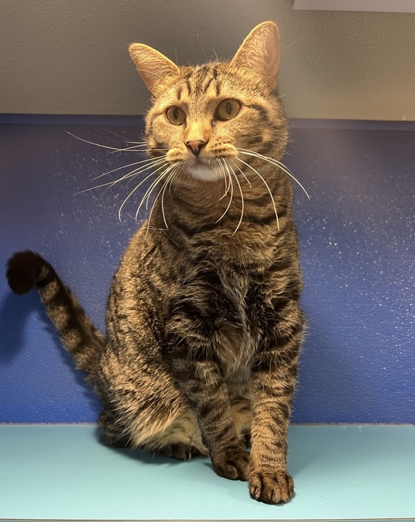 Precious, an adoptable Domestic Short Hair in Sioux City, IA, 51103 | Photo Image 3