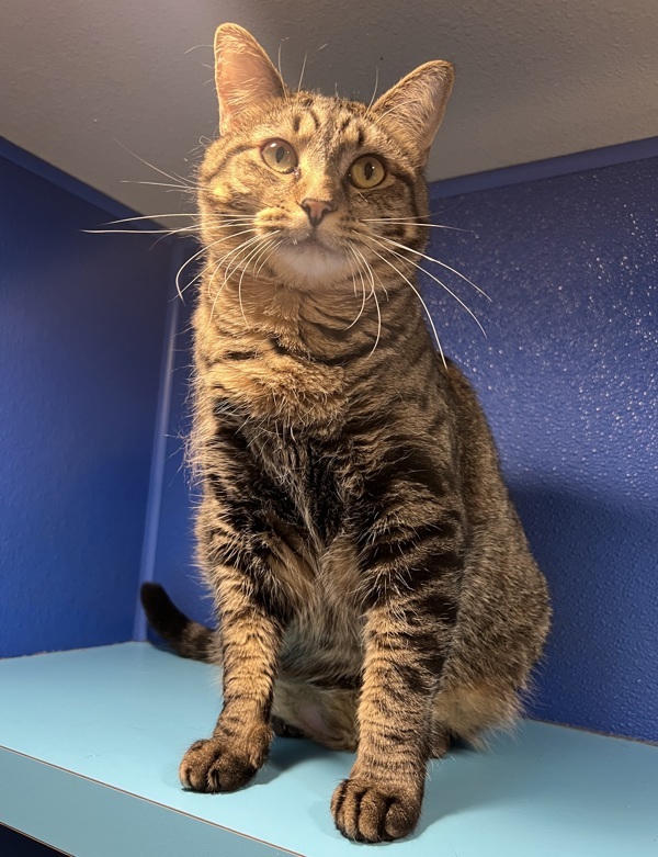 Precious, an adoptable Domestic Short Hair in Sioux City, IA, 51103 | Photo Image 4
