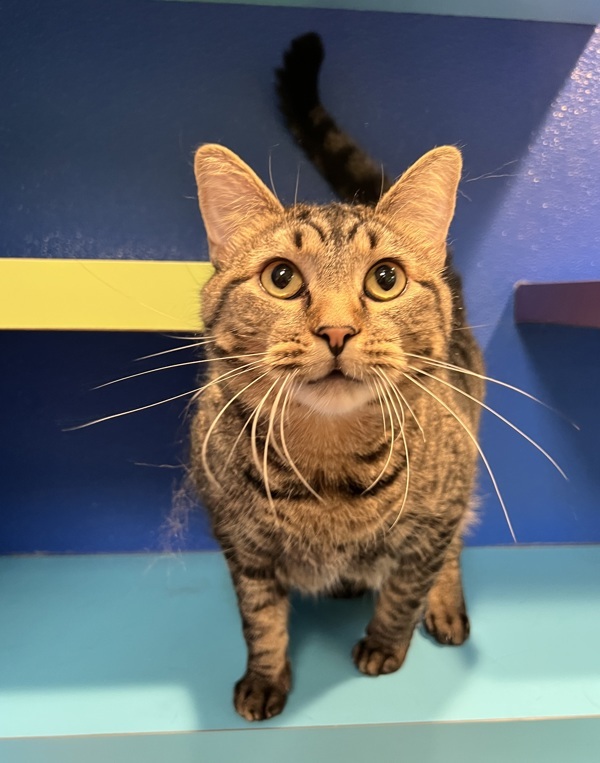 Precious, an adoptable Domestic Short Hair in Sioux City, IA, 51103 | Photo Image 5
