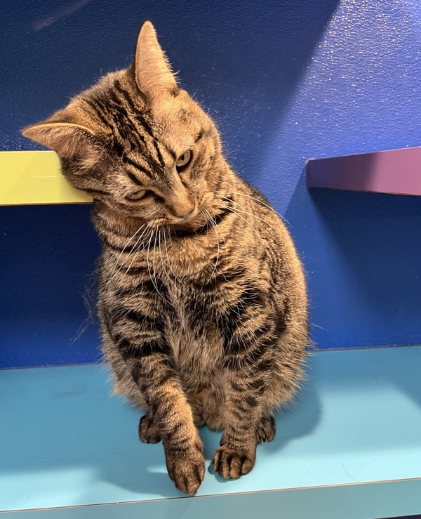 Precious, an adoptable Domestic Short Hair in Sioux City, IA, 51103 | Photo Image 6
