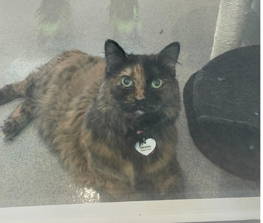 Coraline, an adoptable Domestic Medium Hair in Midland, TX, 79705 | Photo Image 1