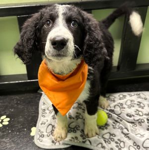 Zuko (Aang)