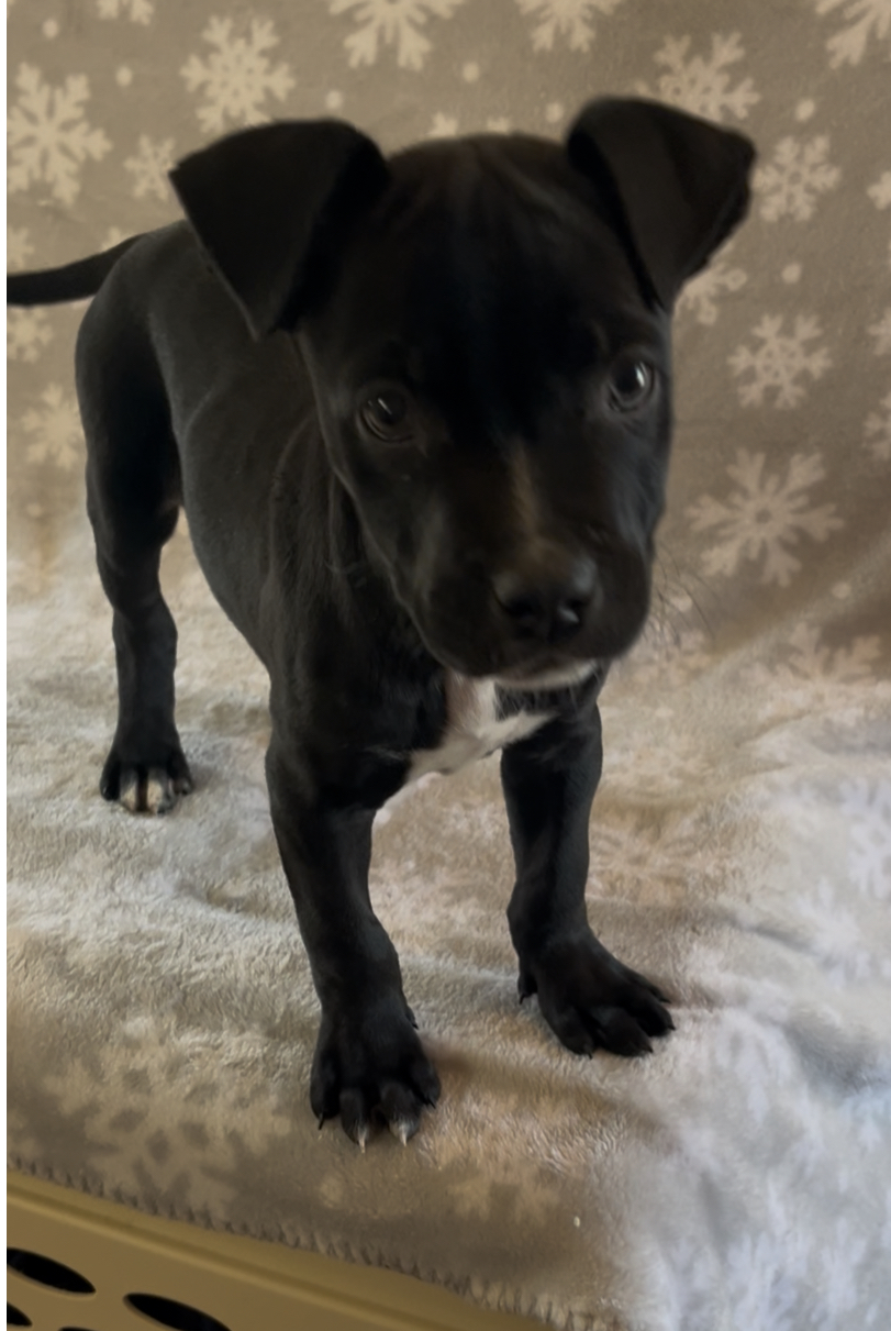 Oreo