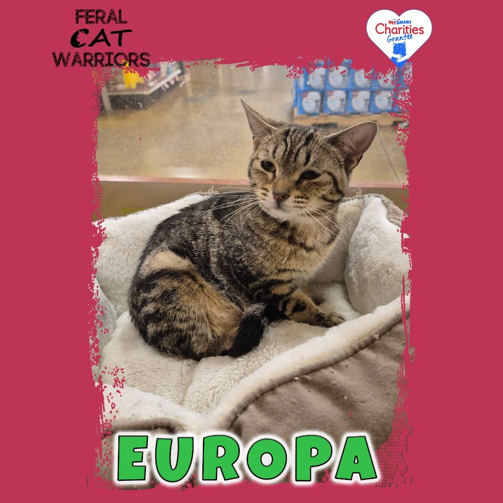 Europa, an adoptable Domestic Short Hair in Kingman, AZ, 86401 | Photo Image 1