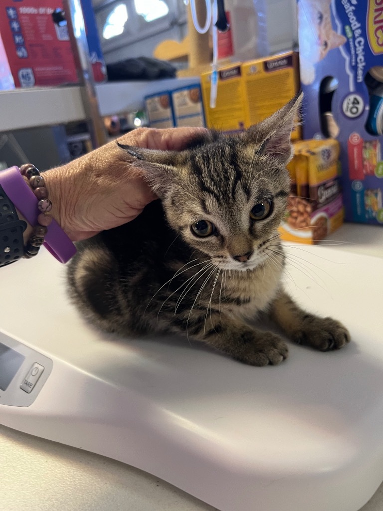 Europa, an adoptable Domestic Short Hair in Kingman, AZ, 86401 | Photo Image 2