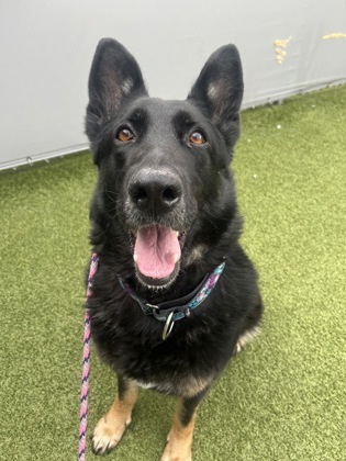 Ziva