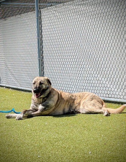 Lucy 1