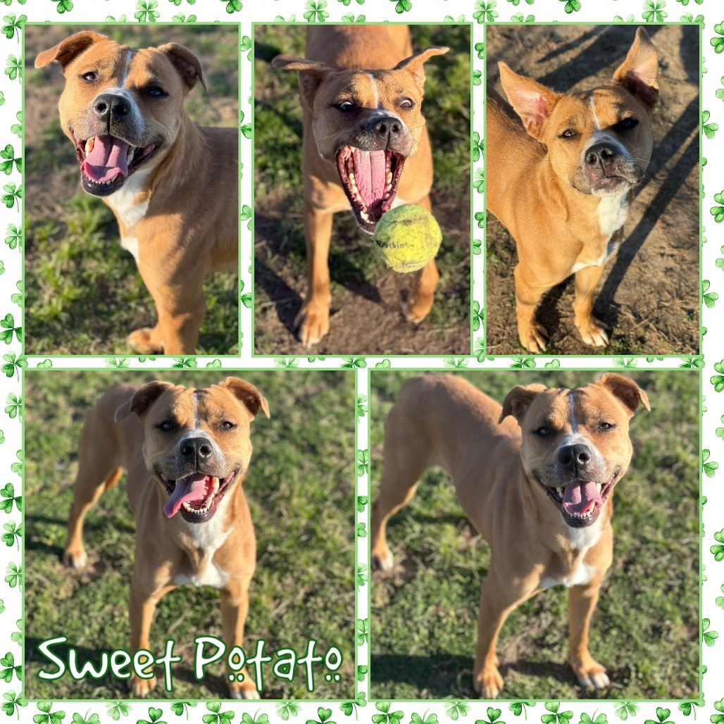 Sweet Potato