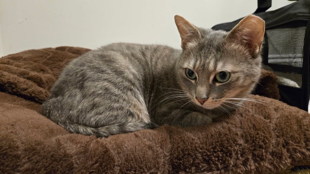Lily Belle