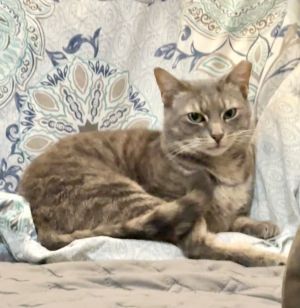 Lily Belle Domestic Short Hair Cat