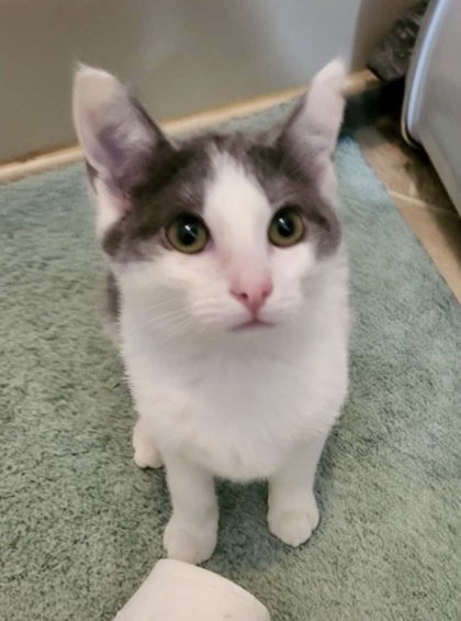 Simon