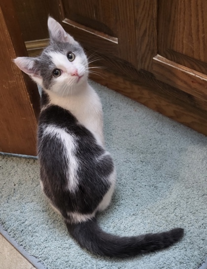 Simon
