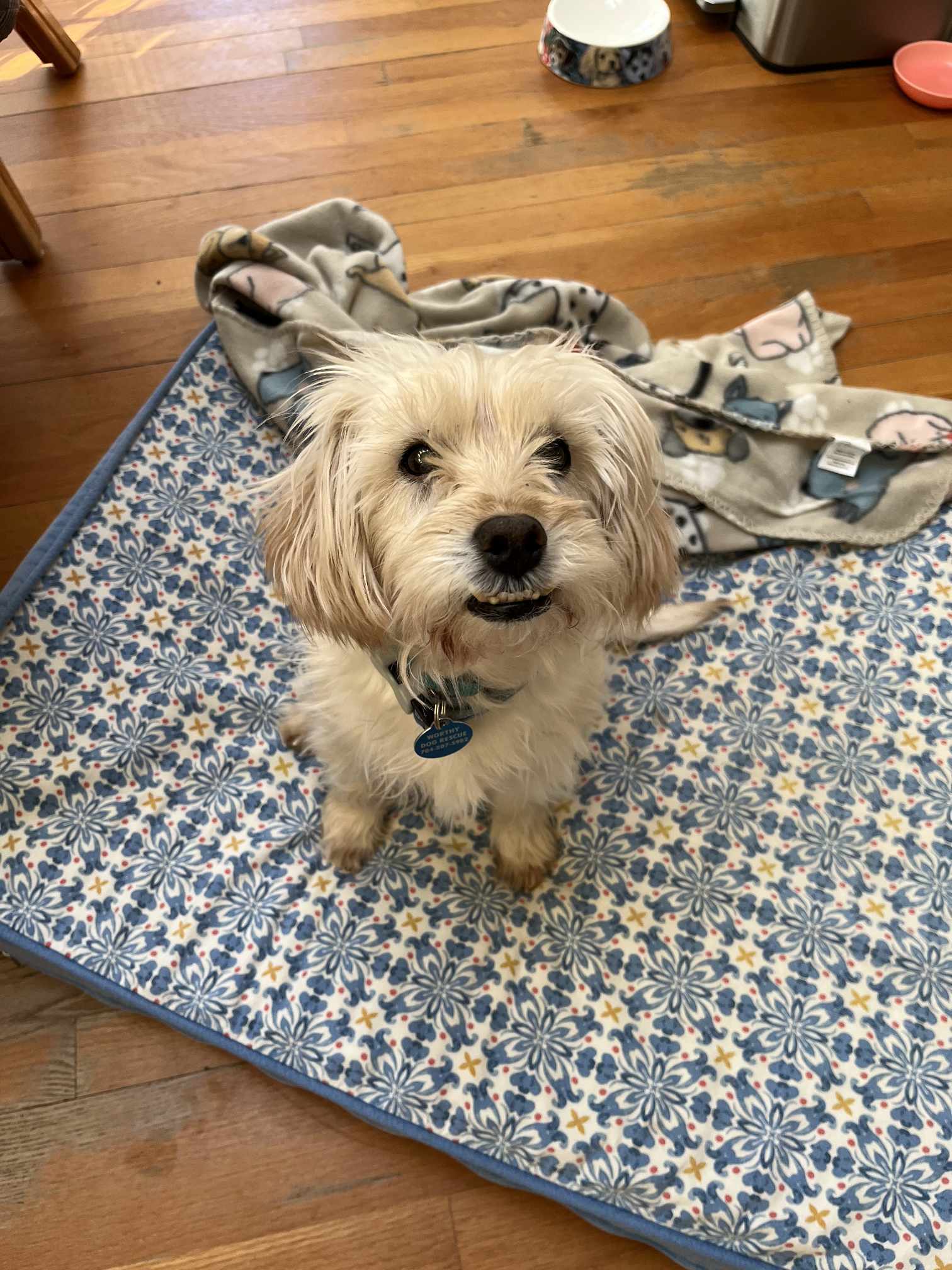 Ringo