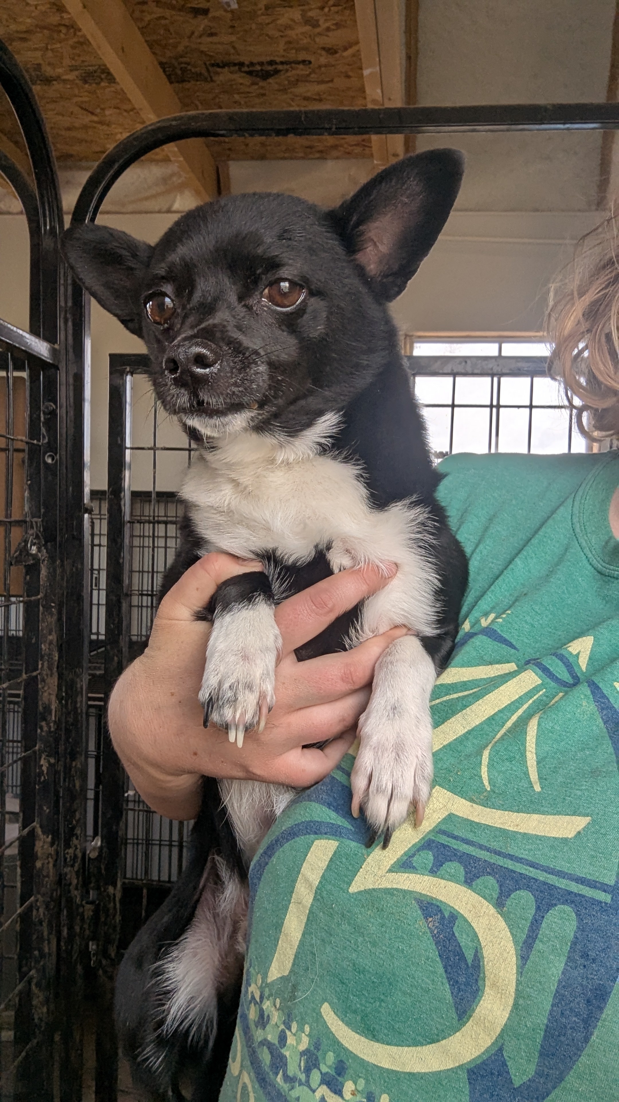 Ollie, an adoptable Chihuahua, Border Collie in Castle Dale, UT, 84513 | Photo Image 1