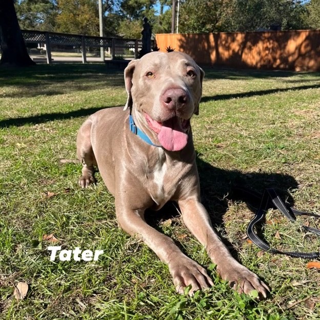 Tater, an adoptable Weimaraner, Pit Bull Terrier in Dallas, TX, 75238 | Photo Image 1