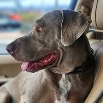 Tater, an adoptable Weimaraner, Pit Bull Terrier in Dallas, TX, 75238 | Photo Image 2