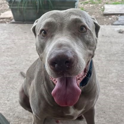 Tater, an adoptable Weimaraner, Pit Bull Terrier in Dallas, TX, 75238 | Photo Image 3