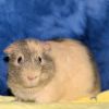 Butterscotch (bonded to Licorice) photo 1