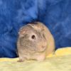 Butterscotch (bonded to Licorice) photo 2