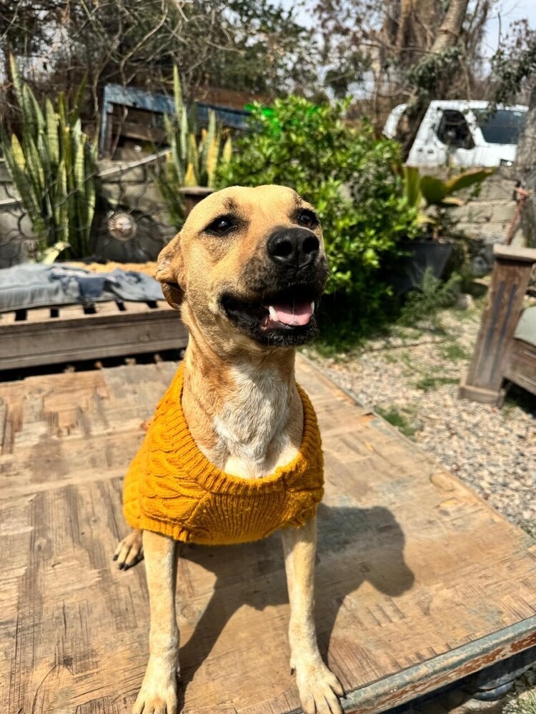 ELLIE, an adoptable Labrador Retriever in Langley, BC, V2Y 3K1 | Photo Image 1