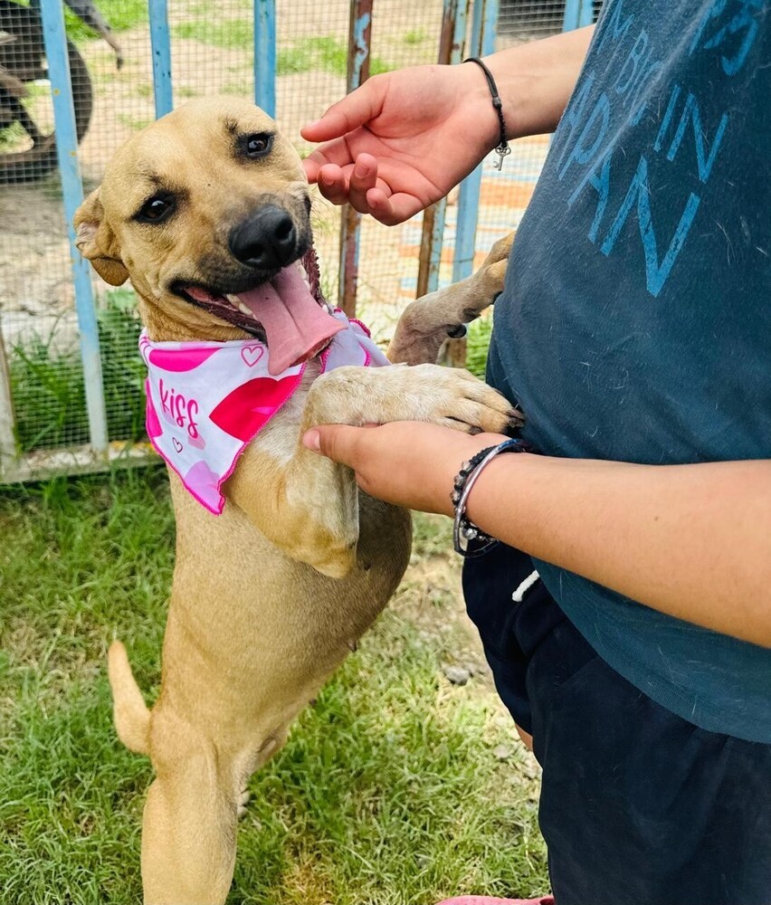 ELLIE, an adoptable Labrador Retriever in Langley, BC, V2Y 3K1 | Photo Image 1