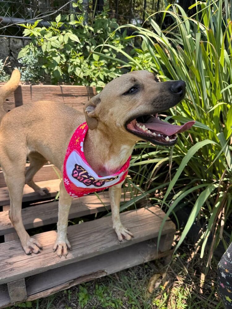 ELLIE, an adoptable Labrador Retriever in Langley, BC, V2Y 3K1 | Photo Image 2