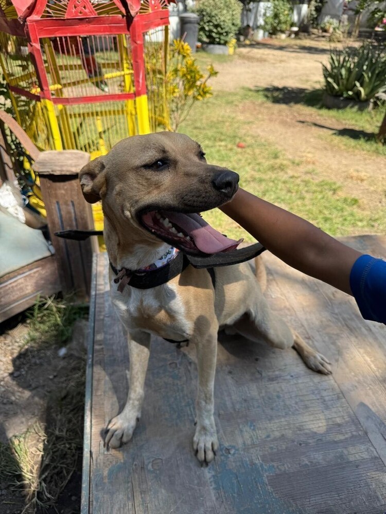 ELLIE, an adoptable Labrador Retriever in Langley, BC, V2Y 3K1 | Photo Image 4