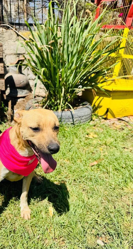 ELLIE, an adoptable Labrador Retriever in Langley, BC, V2Y 3K1 | Photo Image 5