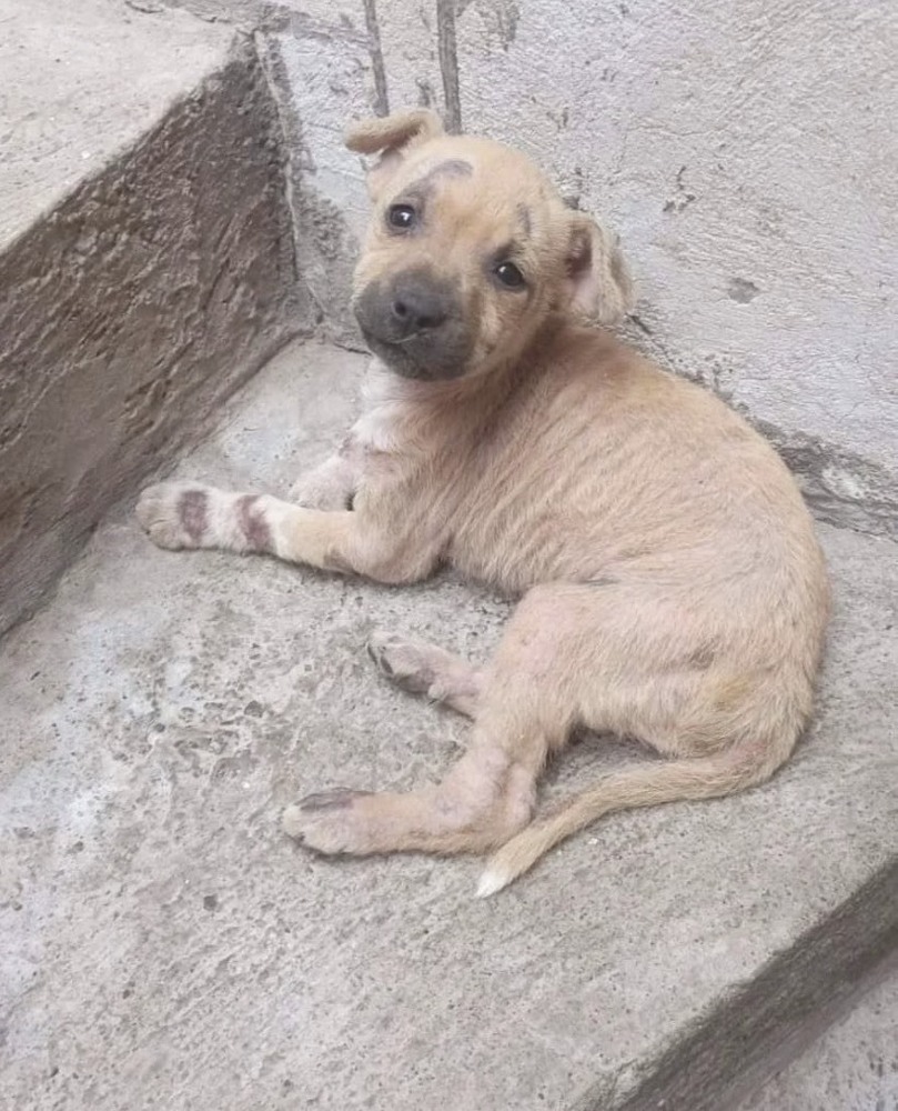 ELLIE, an adoptable Labrador Retriever in Langley, BC, V2Y 3K1 | Photo Image 6